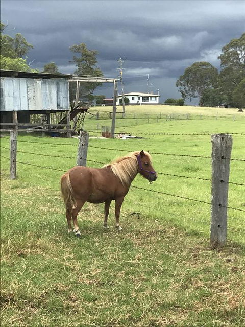 AMs Farm Stay - Accommodation Sunshine Coast 0