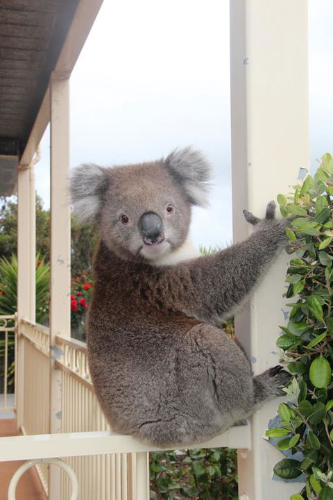 Angela's Beach Stays - Accommodation Sunshine Coast 3