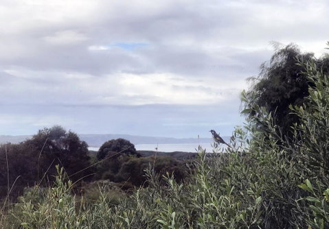 Banksia @ Cosy Corner - Accommodation Sunshine Coast 1