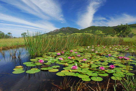 Barrington Hideaway- River Cottages - Accommodation Sunshine Coast 0