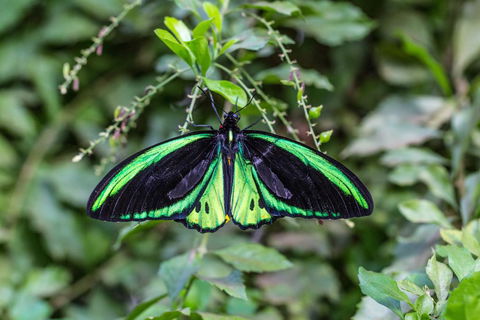 Batchelor Butterfly Farm - Accommodation Sunshine Coast 2