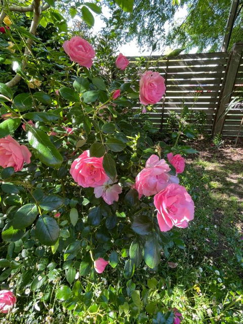 Rosehaven On Rosebud - Accommodation Sunshine Coast 1
