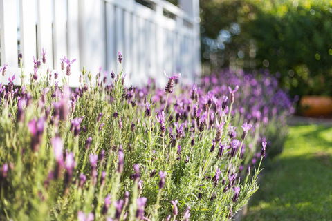 BIRCHES B&B - Accommodation Sunshine Coast 3