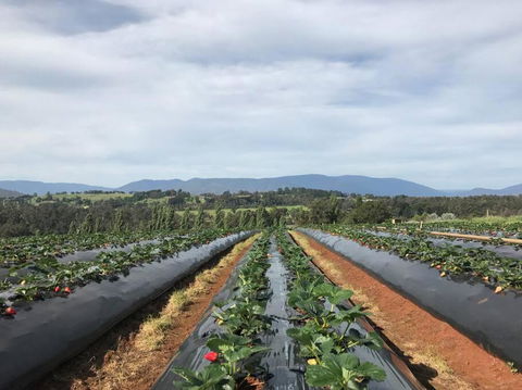 Yarra Valley Tiny Farm - Accommodation Sunshine Coast 2
