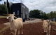 Yarra Valley Tiny Farm - thumb 3