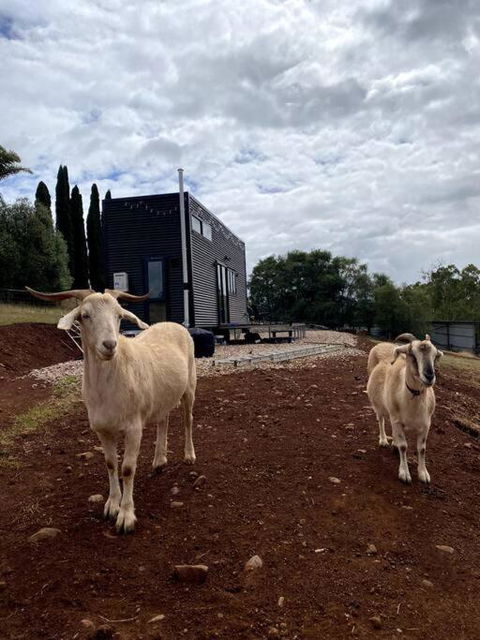 Yarra Valley Tiny Farm - Accommodation Sunshine Coast 3