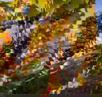 Full Day Tamar Valley Wine Tour - Accommodation Sunshine Coast
