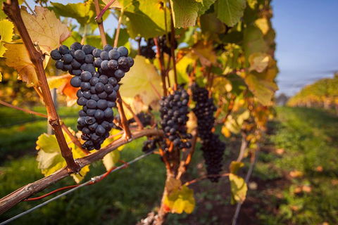 Half Day Tamar Valley Wine Tour - Accommodation Sunshine Coast 1