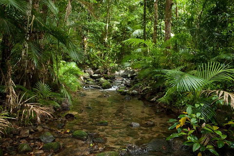 Cairns Reef And Rainforest Combo: Daintree Rainforest And The Great Barrier Reef - Accommodation Sunshine Coast 1
