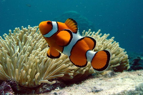 Cairns Reef And Rainforest Combo: Daintree Rainforest And The Great Barrier Reef - Accommodation Sunshine Coast 2