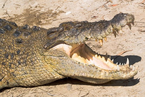 Cape Tribulation, Mossman Gorge, And Daintree Rainforest Premium Day Tour - Accommodation Sunshine Coast 1