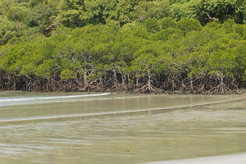 Cape Tribulation, Mossman Gorge, And Daintree Rainforest Premium Day Tour - Accommodation Sunshine Coast 4