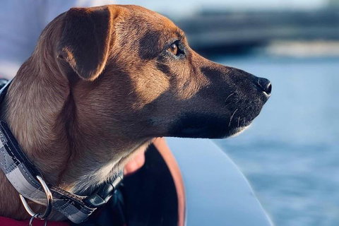 1.5-Hour Boat Rental In Melbourne - Accommodation Sunshine Coast 0