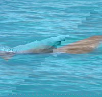 Snubfin Dolphin Eco Cruise from Broome - Accommodation Sunshine Coast