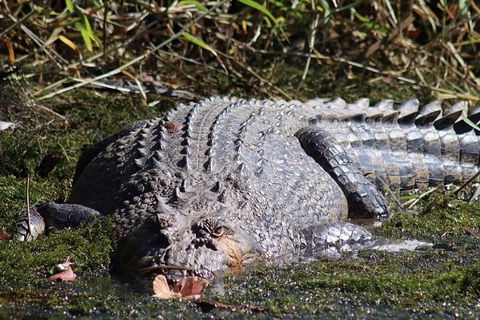 Full Day Tour In The Daintree - Accommodation Sunshine Coast 0