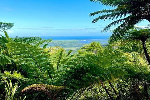 Full Day Tour In The Daintree - Accommodation Sunshine Coast 5
