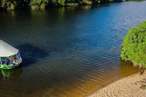 Afternoon Half-Day Daintree Rainforest And River Tour - Accommodation Sunshine Coast 3
