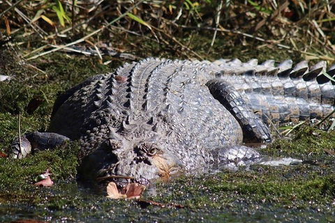Afternoon Half-Day Daintree Rainforest And River Tour - Accommodation Sunshine Coast 5
