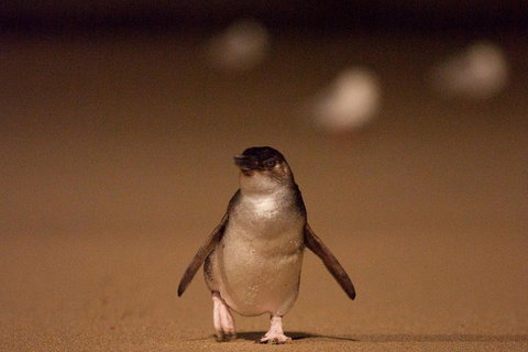 Phillip Island Medium Size Group Tour - Accommodation Sunshine Coast 4