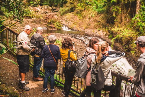 Full-day Springbrook National Park Tour From The Gold Coast - Accommodation Sunshine Coast 0