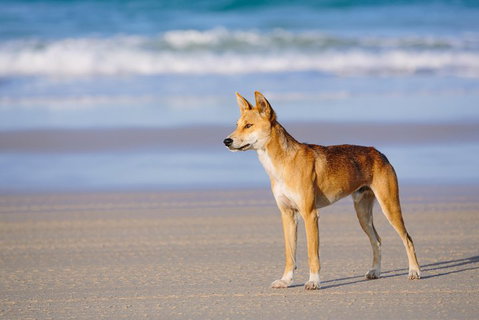 Fraser Island 4WD Tour From Rainbow Beach - Accommodation Sunshine Coast 2