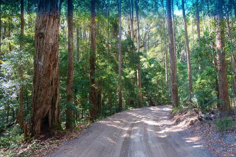 Fraser Island 4WD Tour From Rainbow Beach - Accommodation Sunshine Coast 4