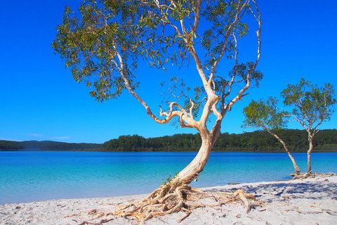 Fraser Island 4WD Tour From Rainbow Beach - Accommodation Sunshine Coast 5