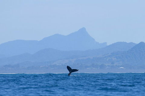 The Byron Bay Sea Kayak Tour - Accommodation Sunshine Coast 0