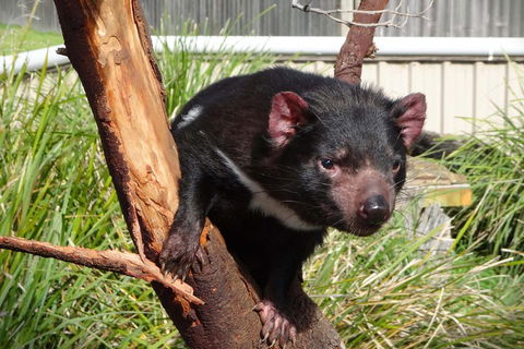 Tasmania 6 Day 'Tour In Circle' - Accommodation Sunshine Coast 1