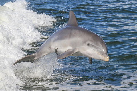 Noosa Oceanrider Scenic Dolphin Safari - Accommodation Sunshine Coast 0