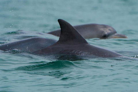 Noosa Oceanrider Scenic Dolphin Safari - Accommodation Sunshine Coast 1