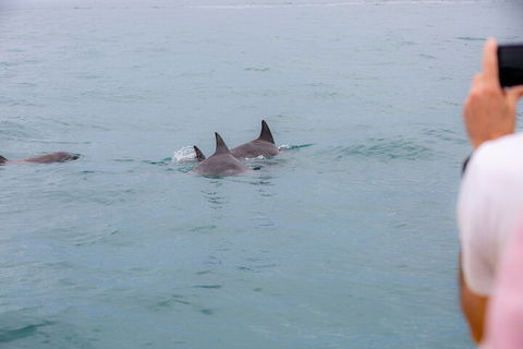 Noosa Oceanrider Scenic Dolphin Safari - Accommodation Sunshine Coast 2