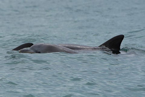 Noosa Oceanrider Scenic Dolphin Safari - Accommodation Sunshine Coast 3