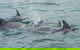 Noosa Oceanrider Scenic Dolphin Safari - thumb 5