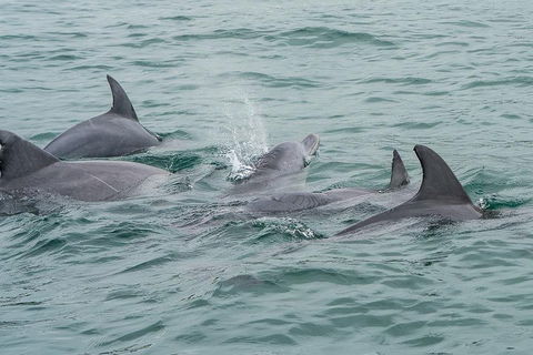 Noosa Oceanrider Scenic Dolphin Safari - Accommodation Sunshine Coast 5