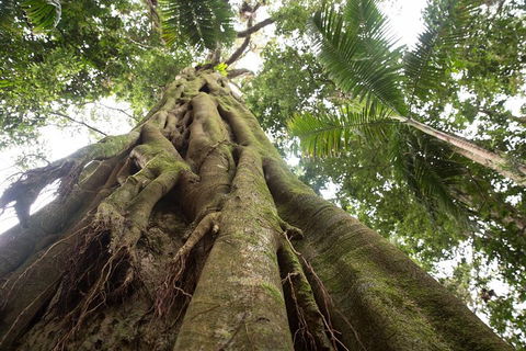 Byron Bay Hinterland Tour Including Rainforest Walk To Minyon Falls - Accommodation Sunshine Coast 2