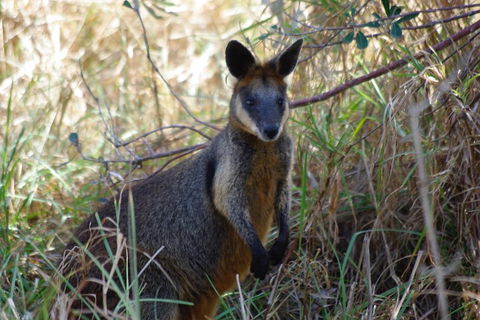 Byron Bay Combo: Hinterland Tour Including Minyon Falls And Kayaking With Dolphins - Accommodation Sunshine Coast 2