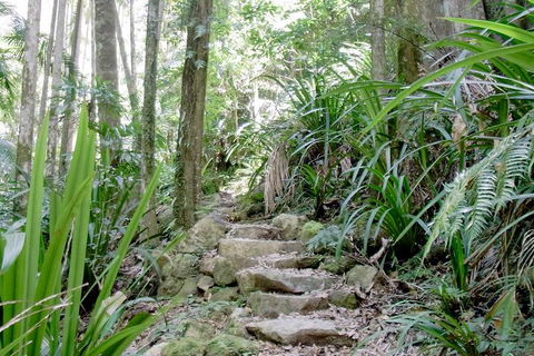 Byron Bay Combo: Hinterland Tour Including Minyon Falls And Kayaking With Dolphins - Accommodation Sunshine Coast 5
