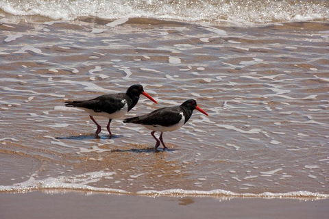1770 Coastline Tour By LARC Amphibious Vehicle Including Picnic Lunch - Accommodation Sunshine Coast 2
