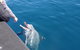 Noosa Thriller - 500hp Ocean Adventure Ride - thumb 0