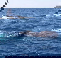 Noosa Whale Watching - Accommodation Sunshine Coast