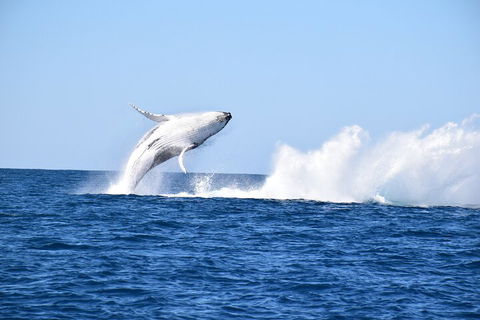 Noosa Whale Watching - Accommodation Sunshine Coast 1