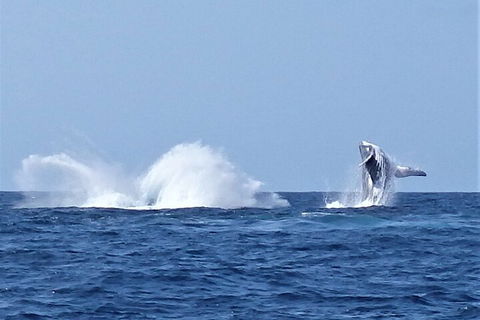 Noosa Whale Watching - Accommodation Sunshine Coast 2