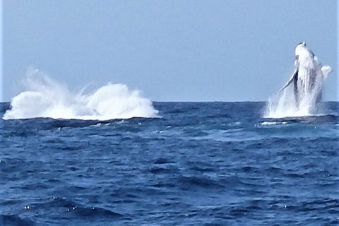 Noosa Whale Watching - Accommodation Sunshine Coast 3