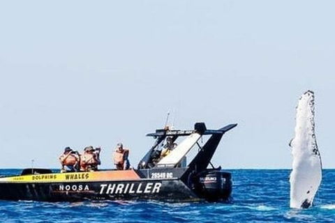 Noosa Whale Watching - Accommodation Sunshine Coast 4