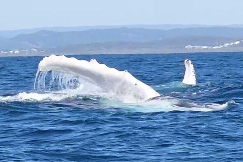Noosa Whale Watching - Accommodation Sunshine Coast 5