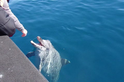 Noosa Wild Dolphin Safari - Accommodation Sunshine Coast 0