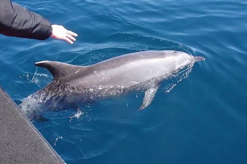 Noosa Wild Dolphin Safari - Accommodation Sunshine Coast 2