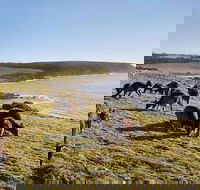 Kangaroo Island Personal Group Tours - Accommodation Sunshine Coast