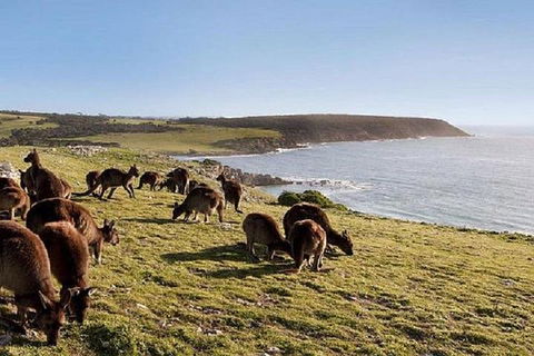 Kangaroo Island Personal Group Tours - Accommodation Sunshine Coast 0